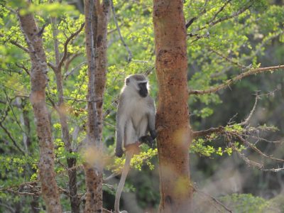 Nimule_National_Park_South_Sudan