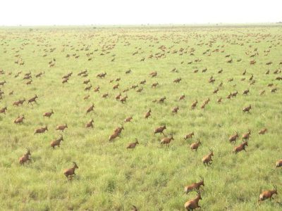 antelopes-in-Boma-National-Park